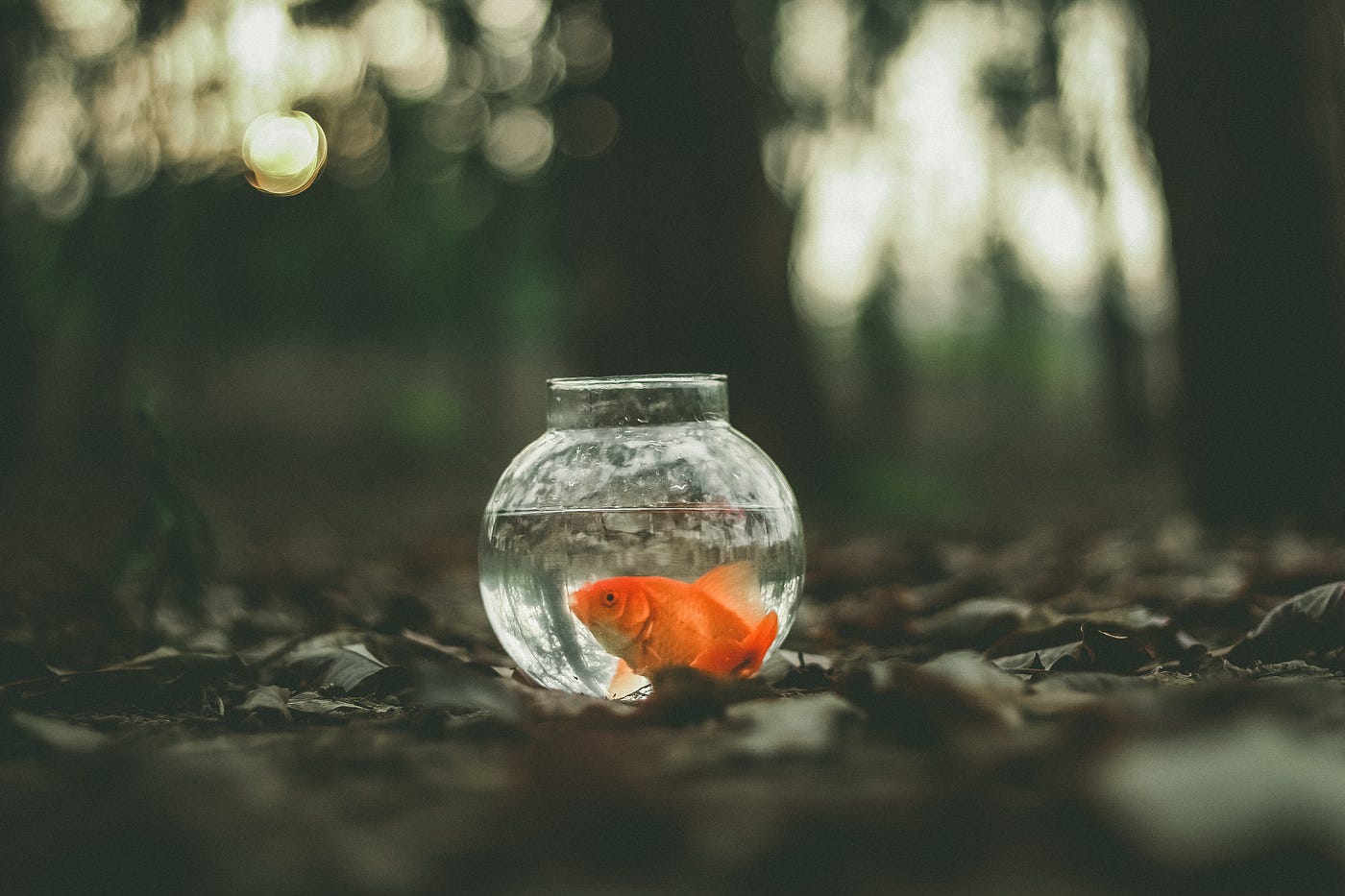 Fishbowl Mentality. This is why Most of us are stuck in… | by Hesley Fonane  | Self-ish | Medium