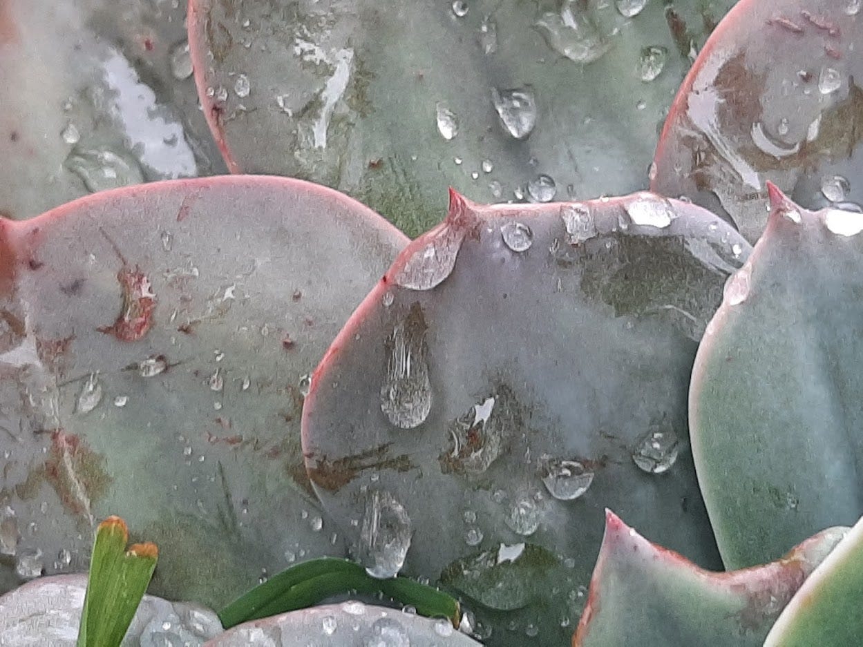 An Australian succulent, Echeveria ‘Morning Beauty’ plant closeup with rain droplets clinging