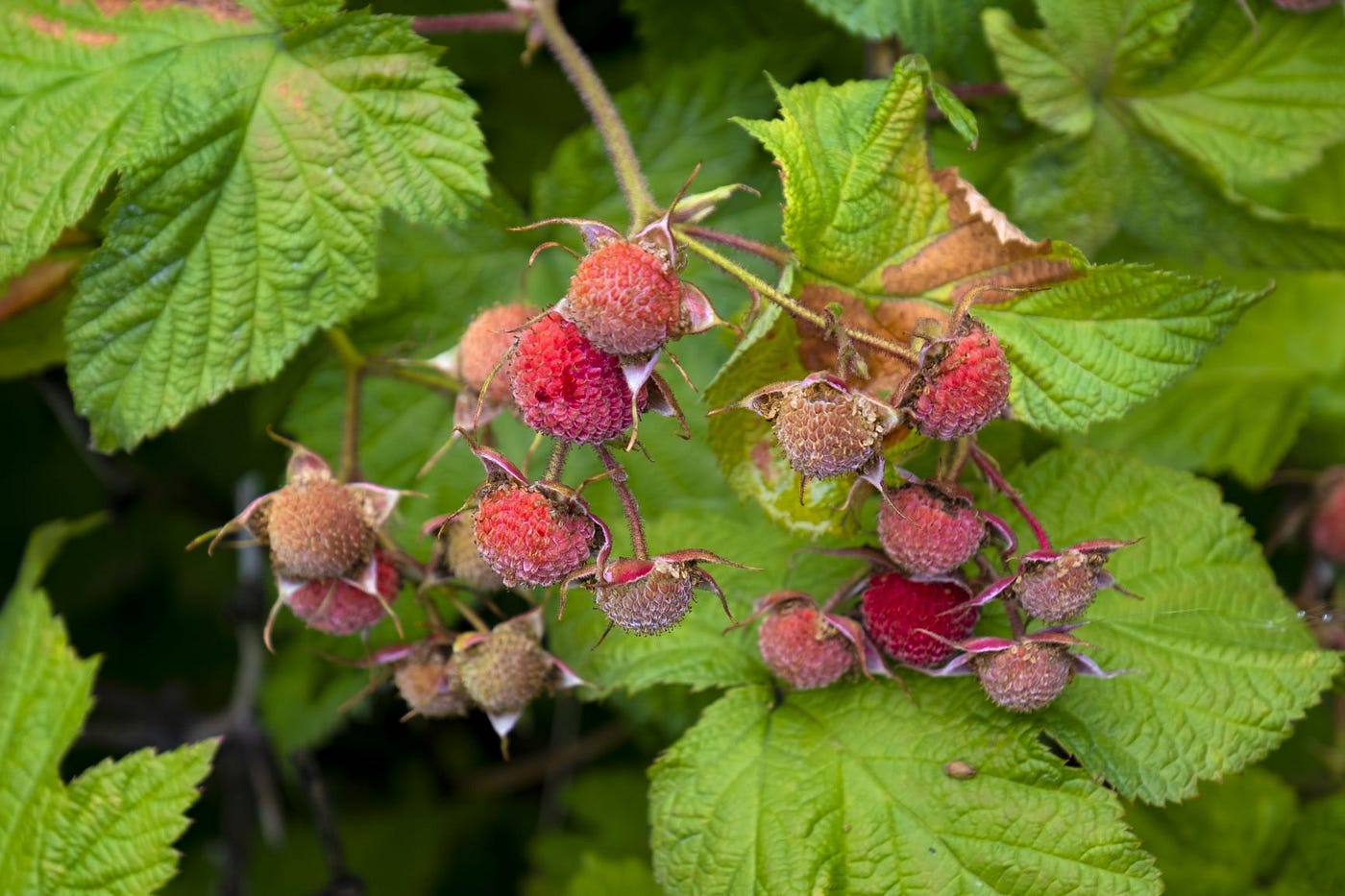 A cluster of thimbleberries getting closer to being ready to pick