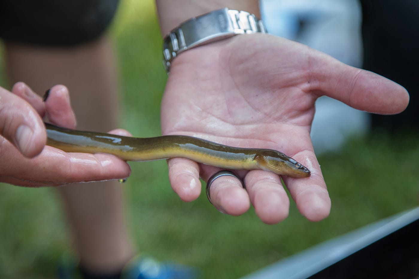 a wet eel in someone’s hands