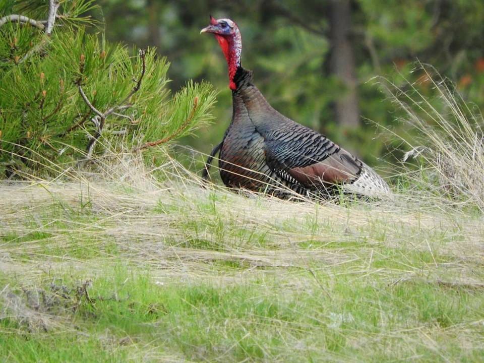 A turkey scans its surroundings from a grassy hillock.