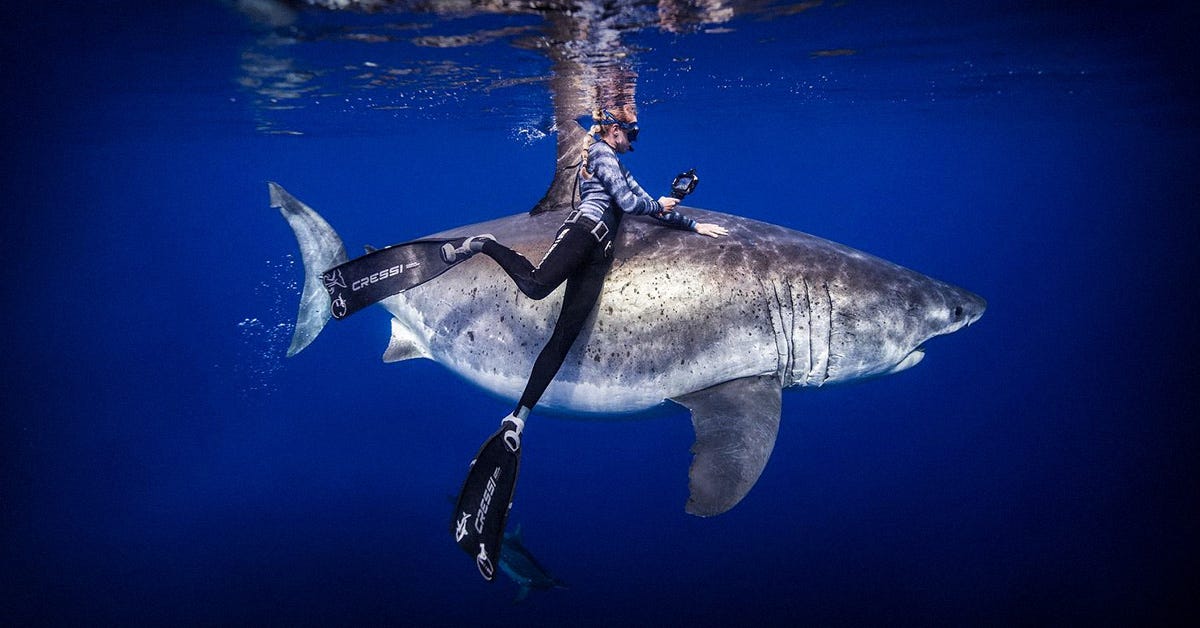 Kayleigh Nicole Grant swims with a great white shark off the coast of Hawaii. Photo by Cam Grant.