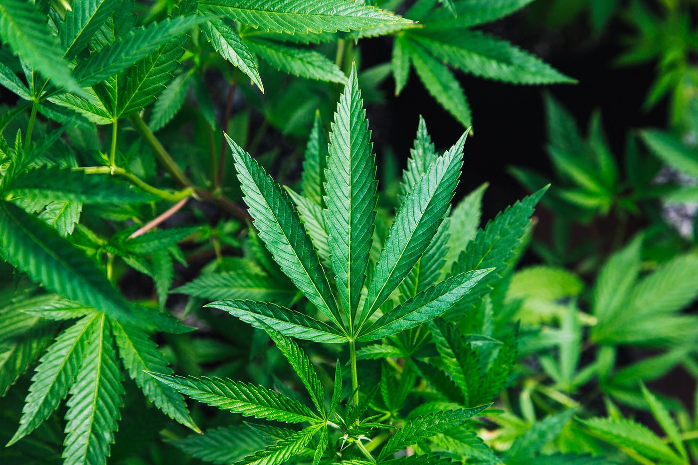 為什麼我們禁大麻 今天看到cnn推播的新聞 說娛樂性大麻合法化後 青少年吸食的人數意外的降低了8 By Wenchin Wenchin Rolls Around Medium 為什麼我們禁大麻 今天看到cnn推播的新聞 說娛樂性大麻合法化後 青少年吸食的人數意外的降低了8 By Wenchin Wenchin Rolls Around Medium