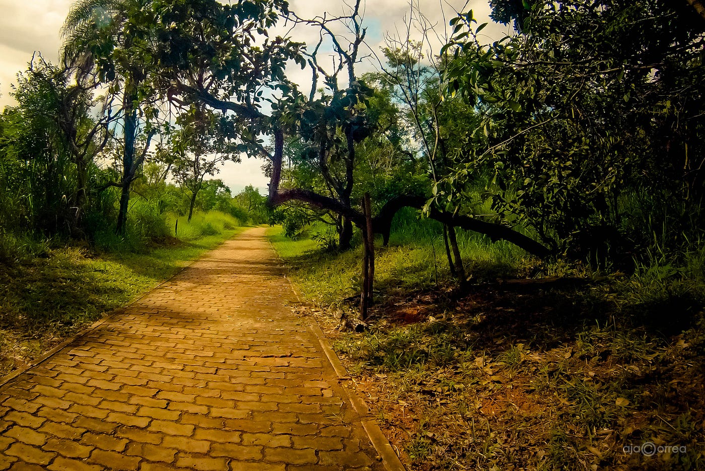 Дорога из желтого кирпича актеры год выпуска