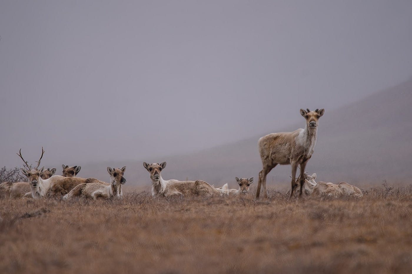 A group of caribou bedded down on brown tundra.