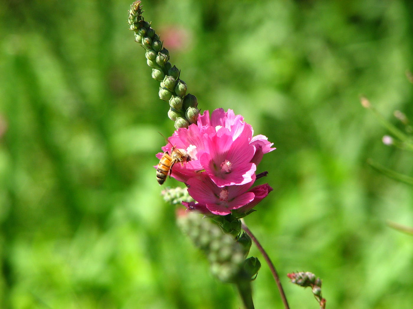 bee on a pink Kenwood Marsh checkermallow