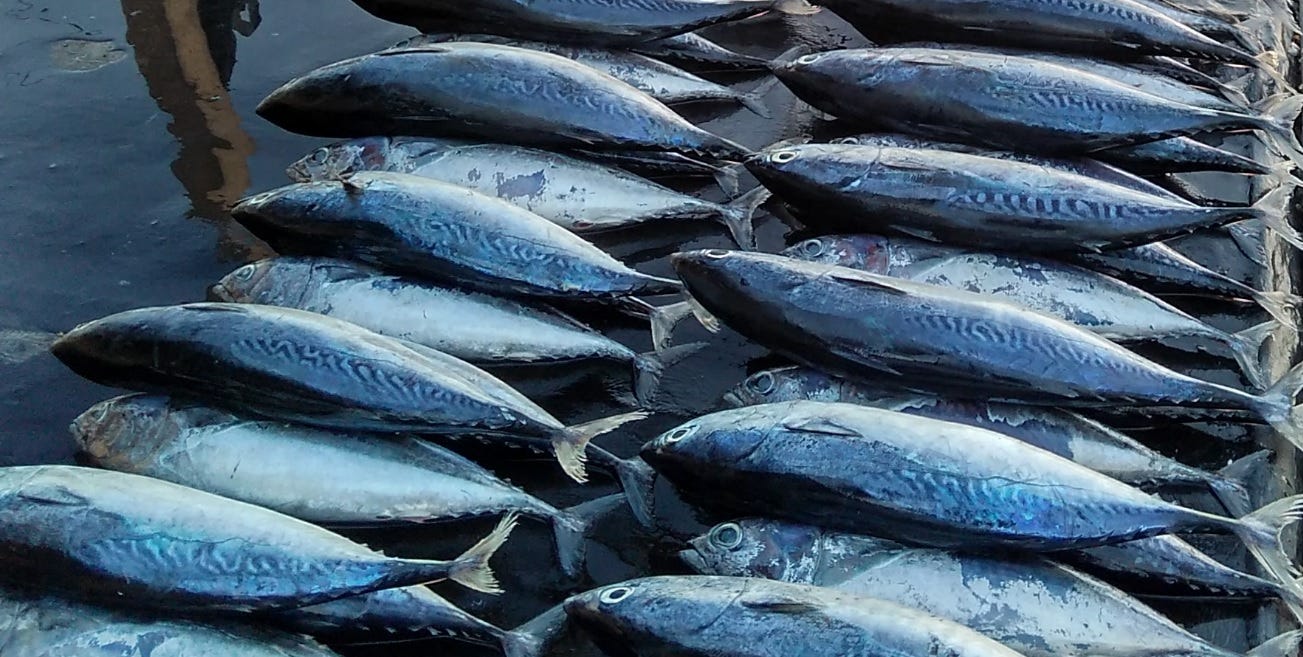 Perbedaan Ikan Tuna Dan Ikan Cakalang