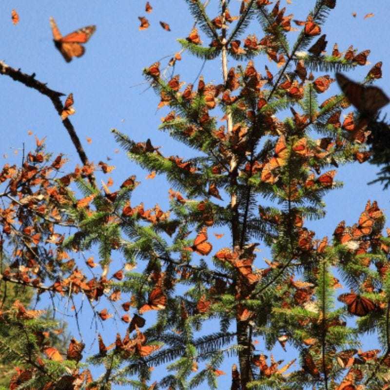 Butterflies in Mexico. Photo by Larissa Rolley
