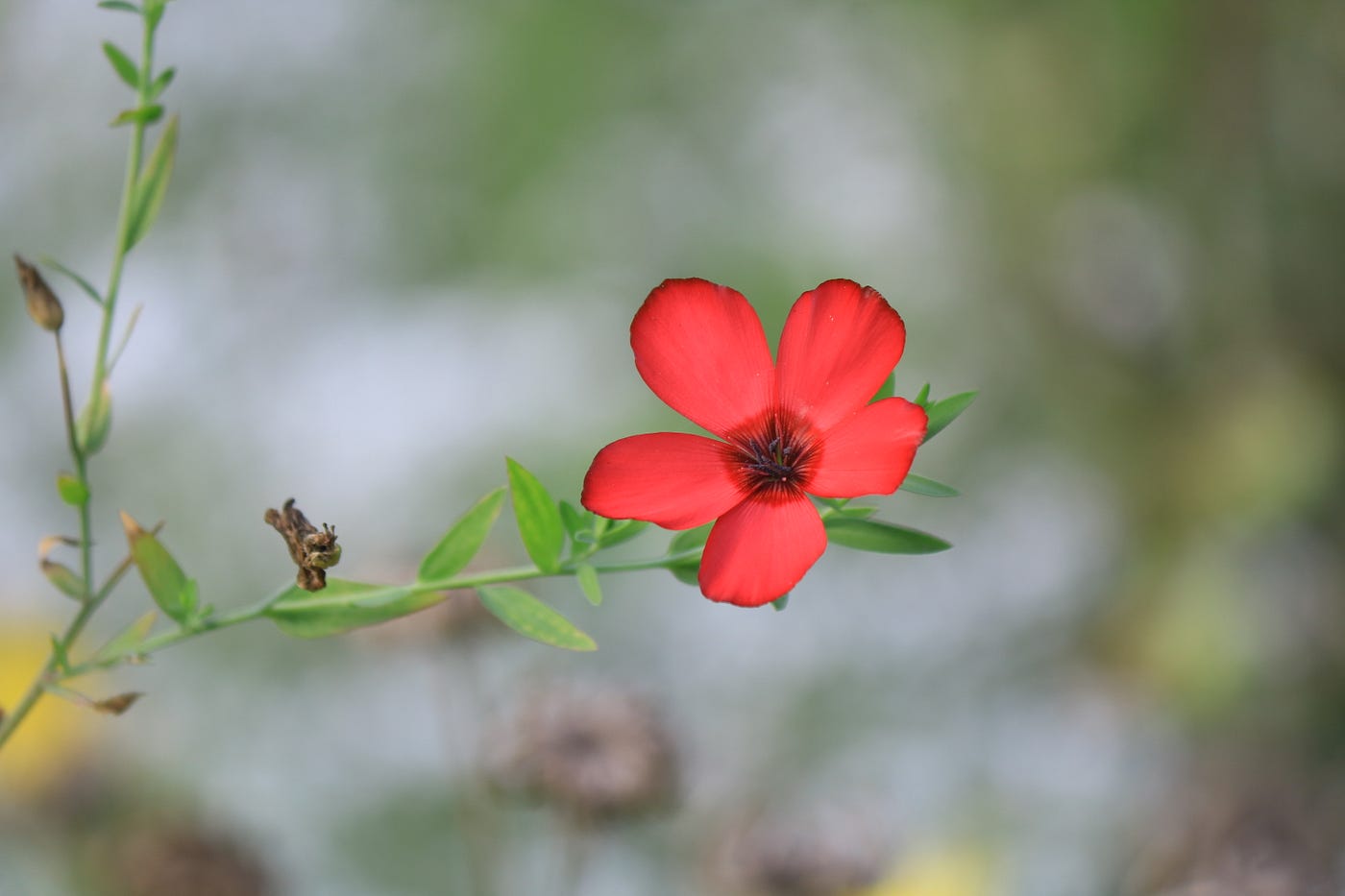 Happiness Is Enjoying The Little Things In Life By Anne Bonfert Live Your Life On Purpose Medium