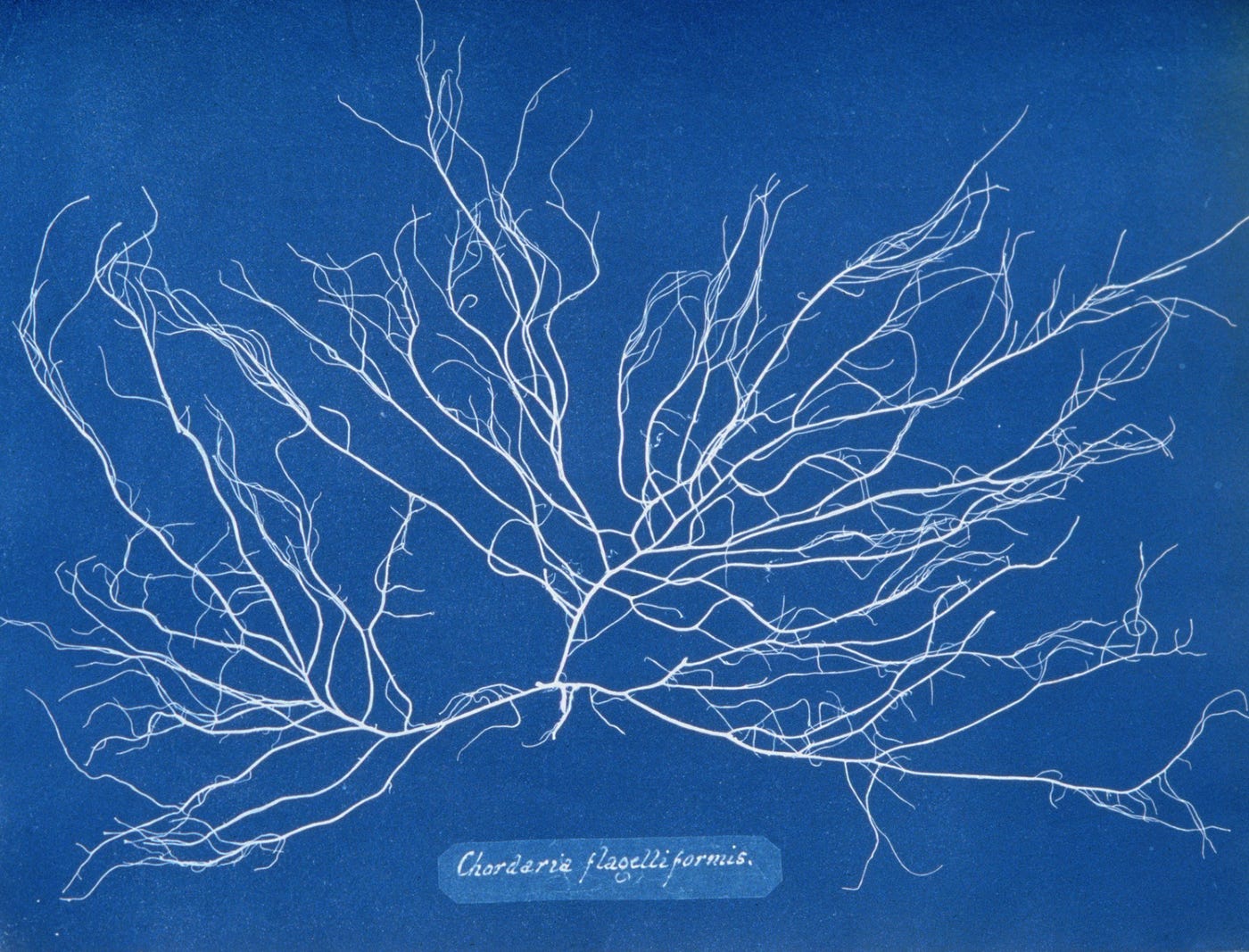 Anna Atkins. Anna Atkins was an English photographer… | by Teodora Botezatu | Medium