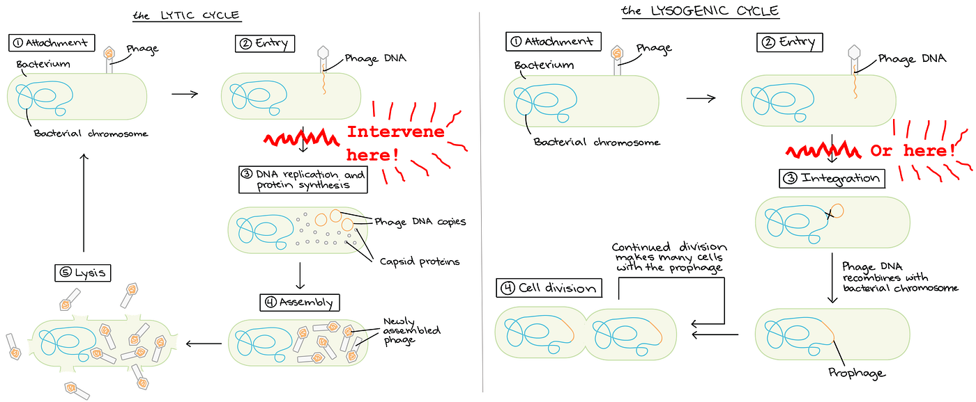 Crispr Crash Course My Informal Crispr Education Began In By Sophia Swartz Show Some Stempathy Medium Crispr Crash Course My Informal Crispr Education Began In By Sophia Swartz Show Some Stempathy Medium