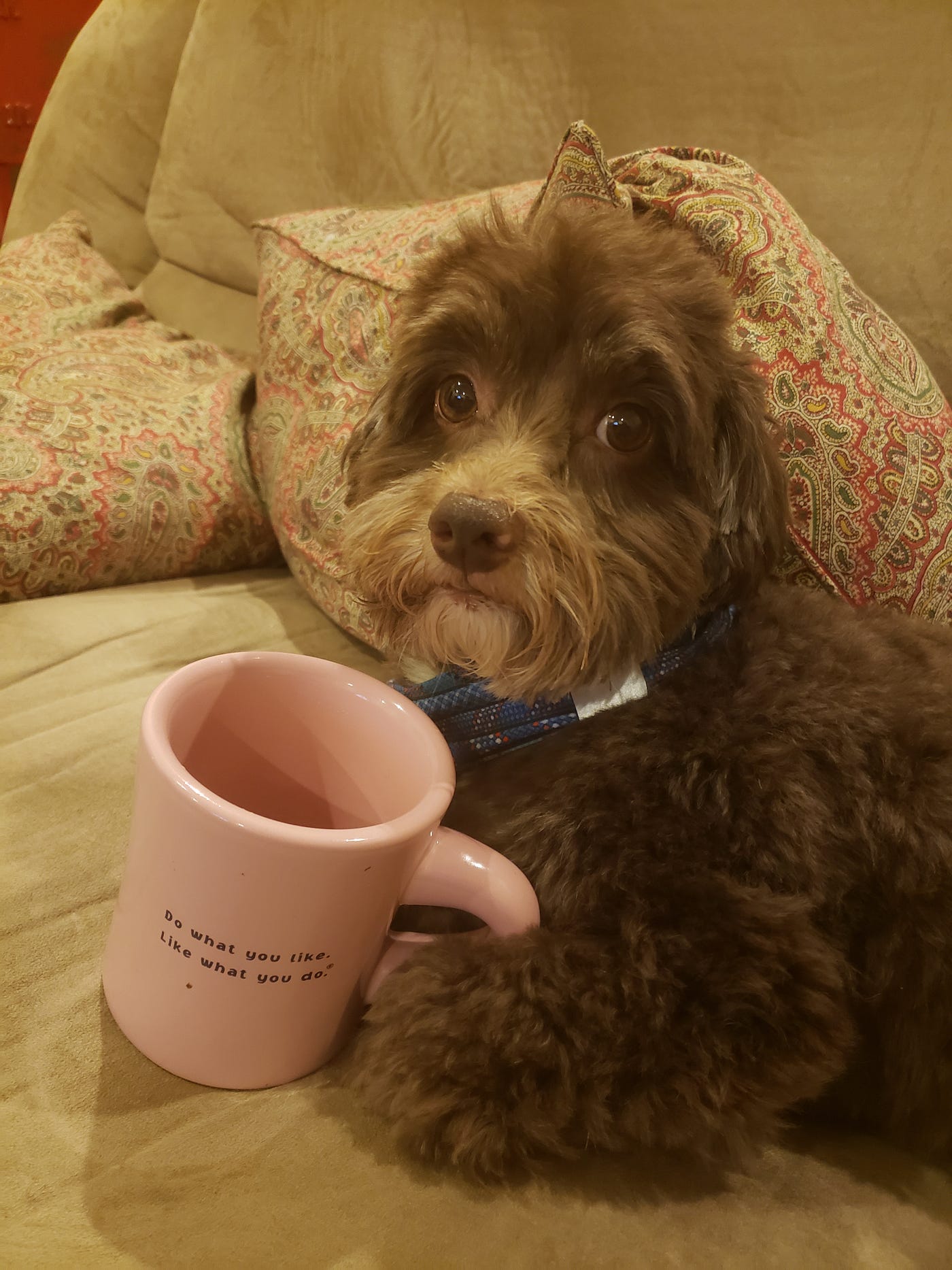 PLAY Our Dog Is A Cute Cuddly Havanese By Lee Sharma Medium