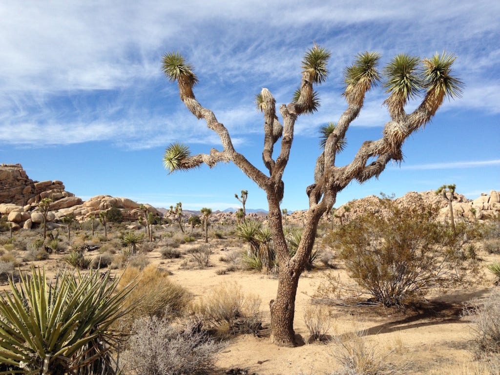 Joshua Tree Snake Tail Poetry With The Dead by Clayton Truscott Medium