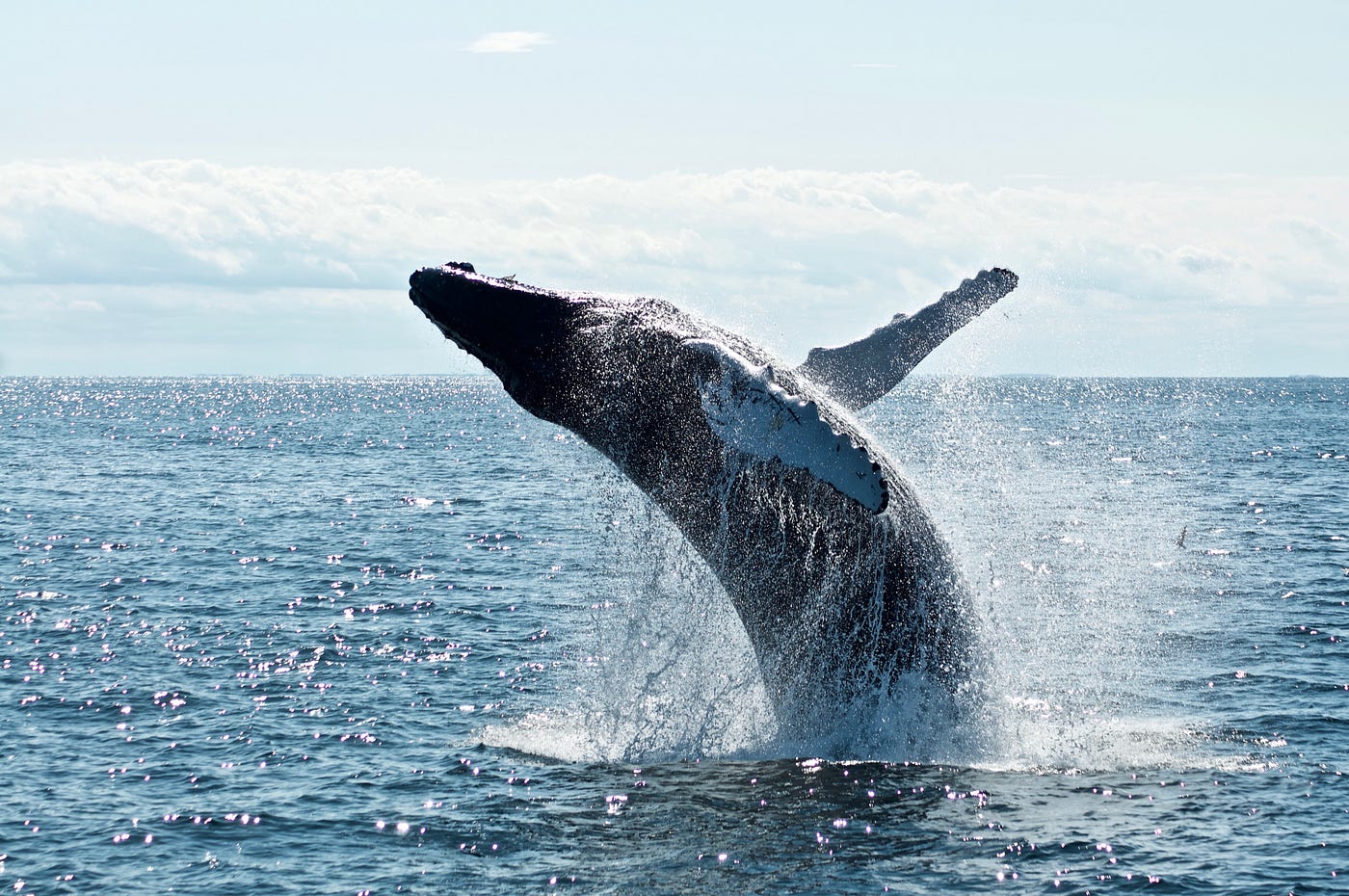 What Are “Mobile Game Whales” & How to Find Them [Guide Included] | by  Mihovil Grguric | The Startup | Medium