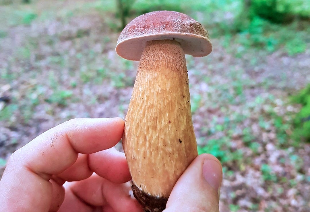 8 Edible Mushroom Species I Pick Up Without Any Doubts | by Florin ...