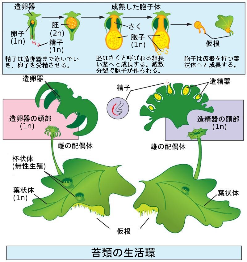 生物学 第2版 第25章 種子のない植物 Japanese Translation Of Biology 2e By Better Late Than Never Medium