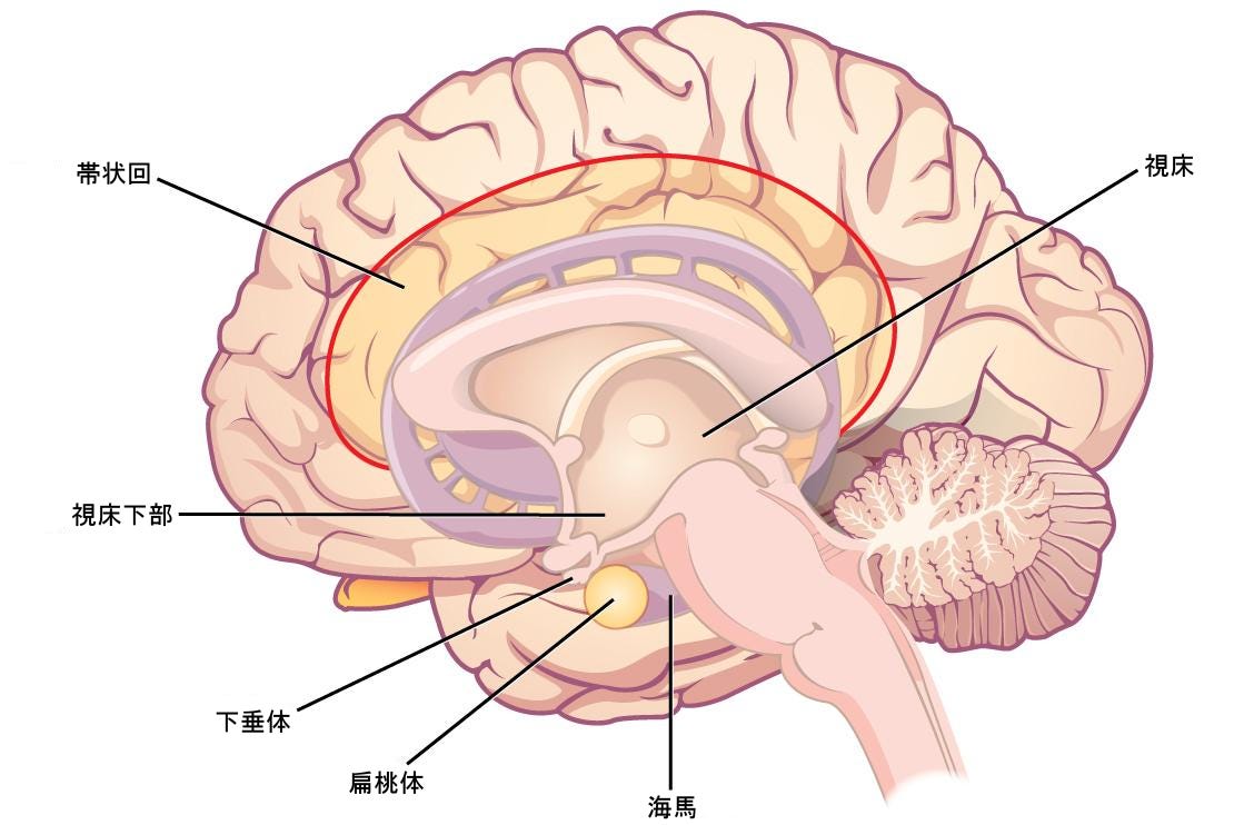 生物学 第2版 第35章 神経系 Japanese Translation Of Biology 2e By Better Late Than Never Medium 生物学 第2版 第35章 神経系 Japanese Translation Of Biology 2e By Better Late Than Never Medium