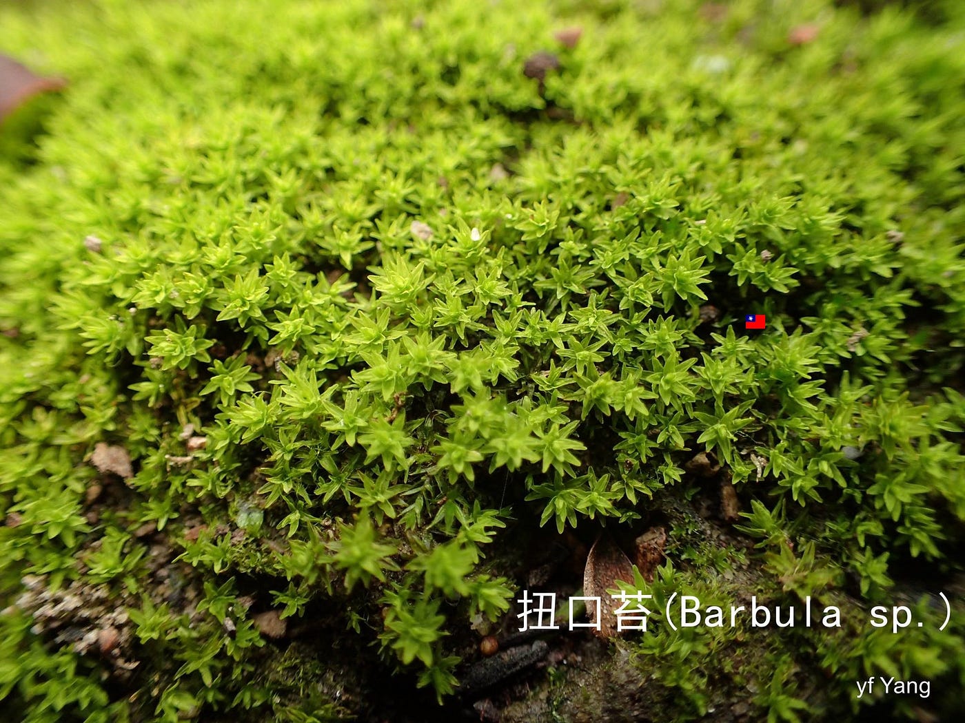 苔蘚學堂 扭口苔 Barbula Sp 的培養 簡介 By Yu Feng Medium 苔蘚學堂 扭口苔 Barbula Sp 的培養 簡介 By Yu Feng Medium