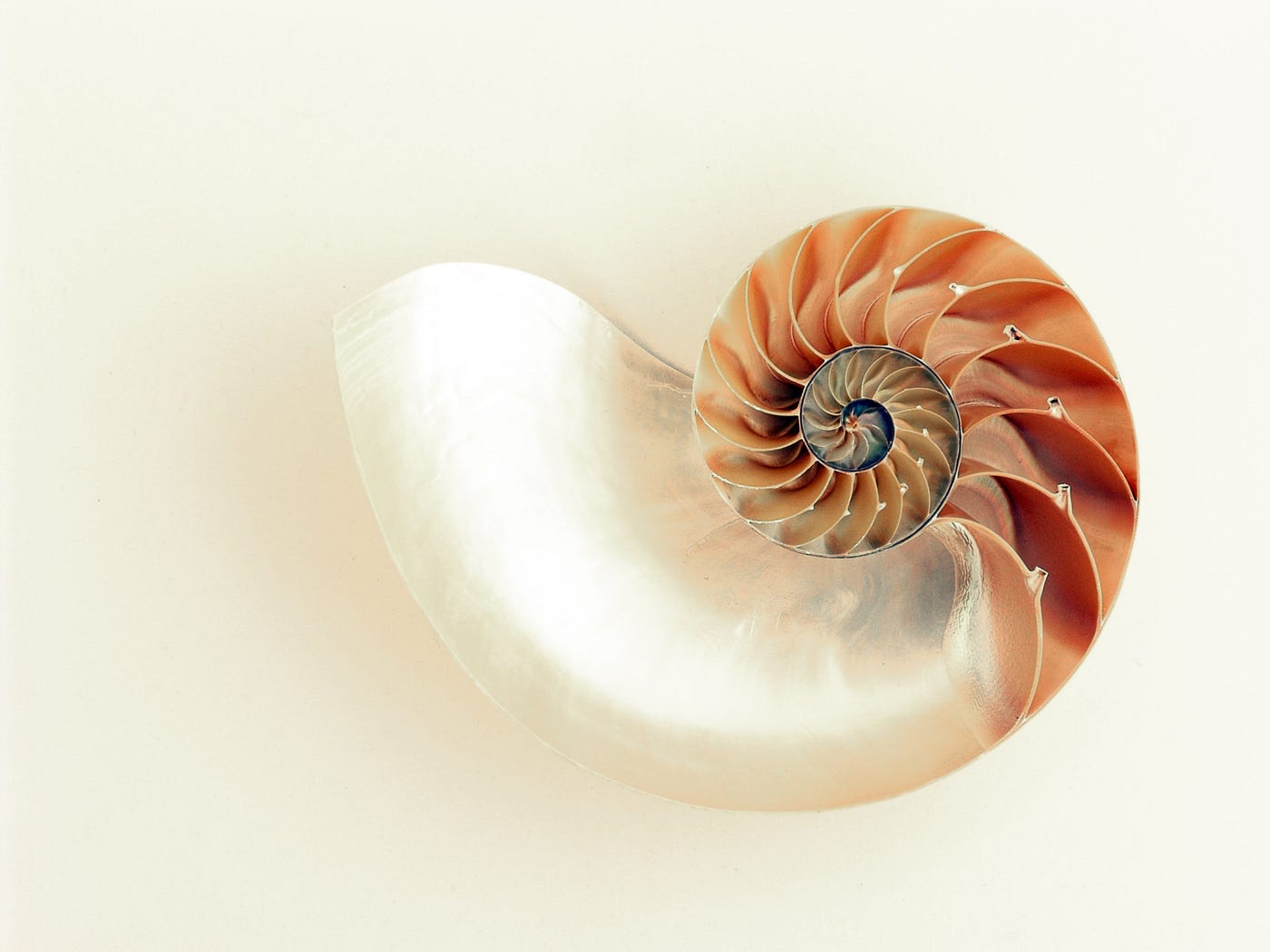 cross-section of a nautilus shell