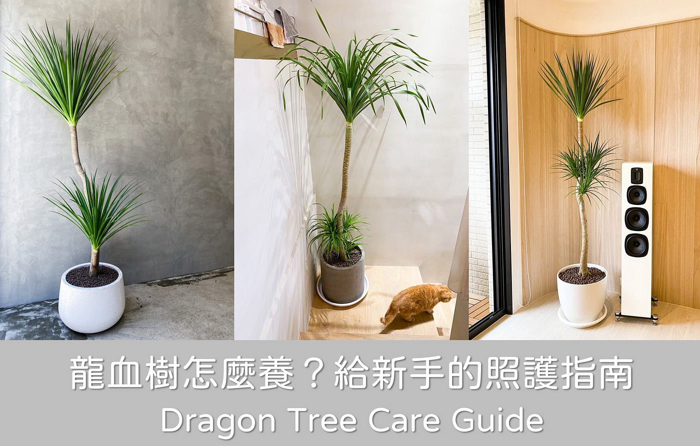 龍血樹怎麼養 給新手的基礎照護指南 生活品植 Medium