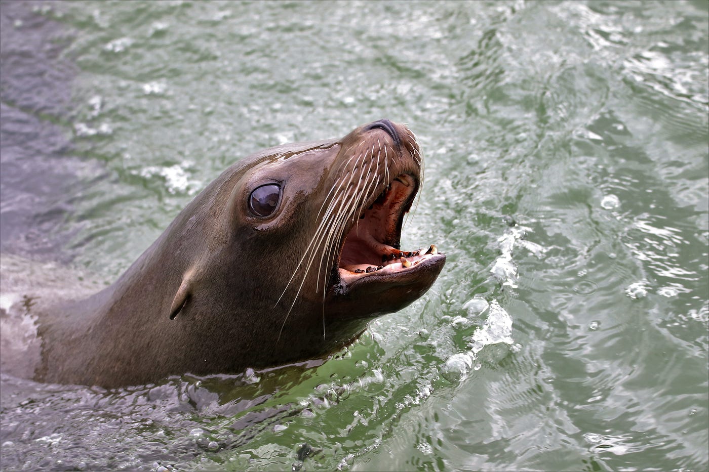 A sealion in water with its mouth open, sealion garrulous glaswegian medium