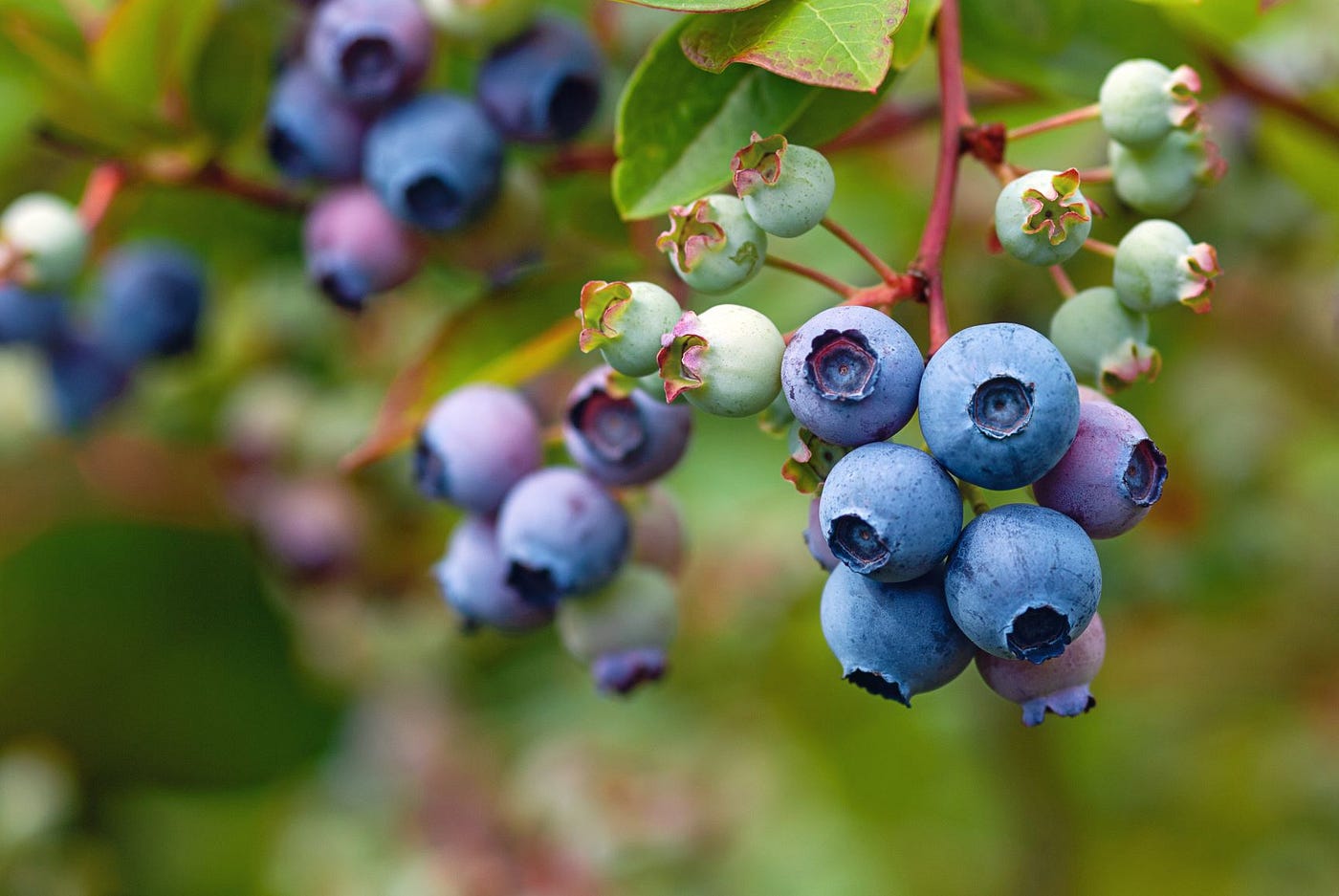 A cluster of blue huckleberries ready to be picked