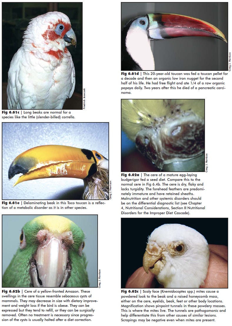 鳥資訊節錄翻譯 疾病方面 1 以下內容未經同意請勿轉載 所有圖文內容並非做為商業用途 版權歸原作者所有 By Blorian Yang Medium 鳥資訊節錄翻譯 疾病方面 1 以下內容未經同意請勿轉載 所有圖文內容並非做為商業用途 版權歸原作者所有 By Blorian Yang Medium