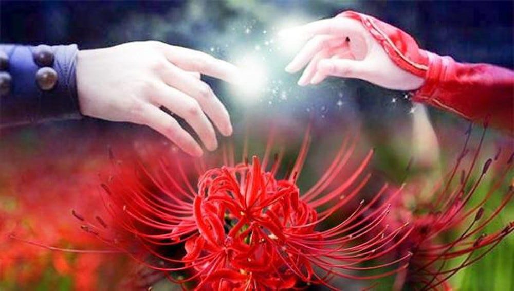 Red Spider Lily 彼岸花 Painful Memories By Ngay Tuyết Rơi Medium