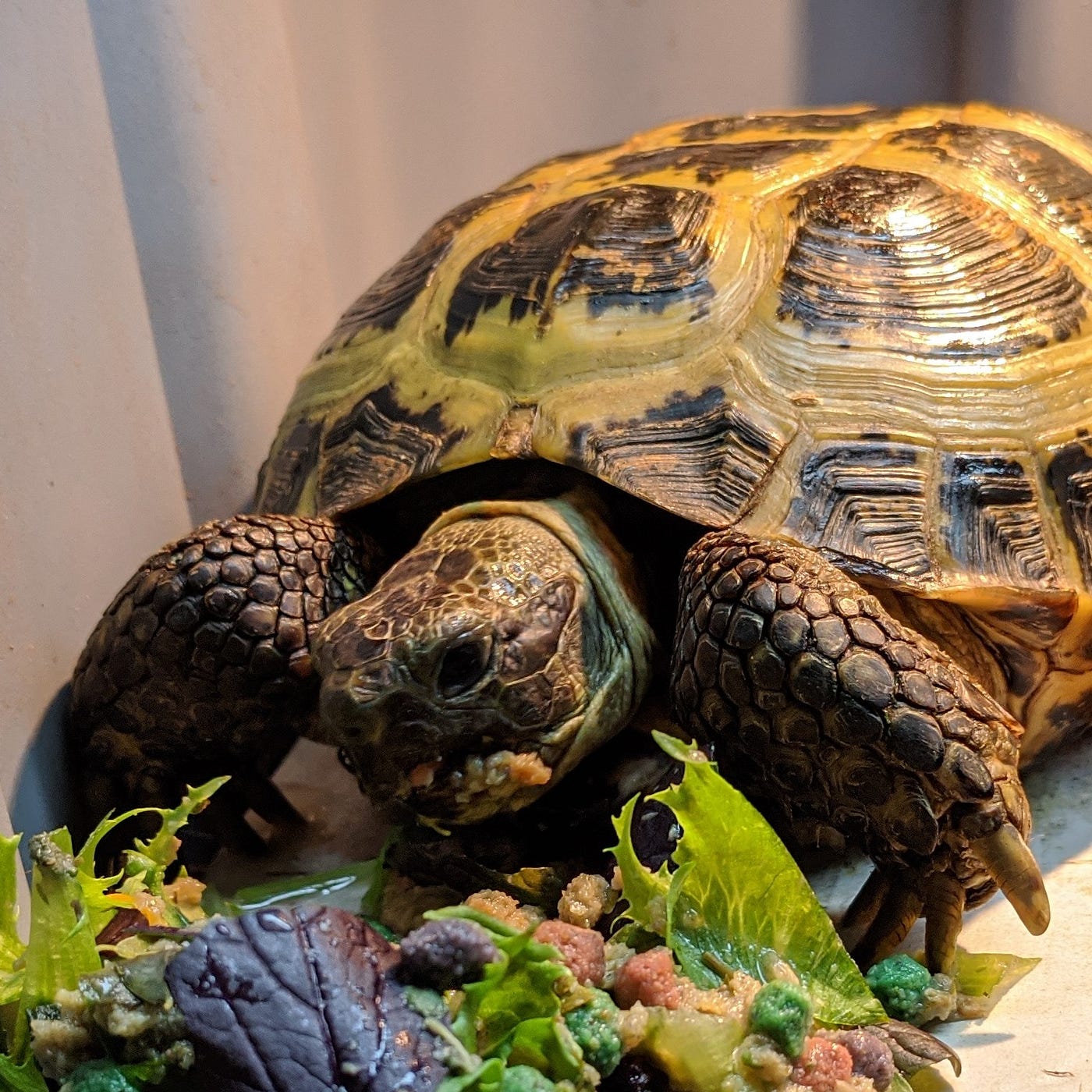 What Do Russian Tortoises Eat?. I live with five Russian Tortoises, one