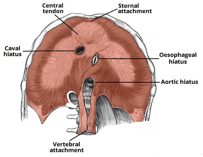 Diaphragm. Definition by Leenanagda Medium