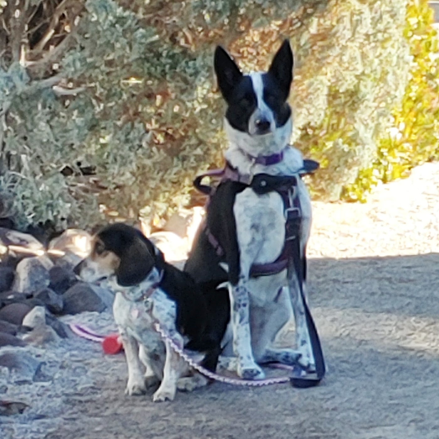 Will Spraying A Dog With Water Stop Barking