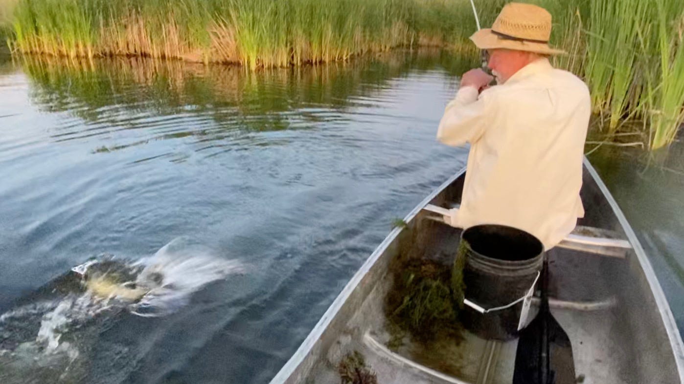 A man facing away from the camera is in a canoe reeling in a bass on a lake surrounded by floating islands
