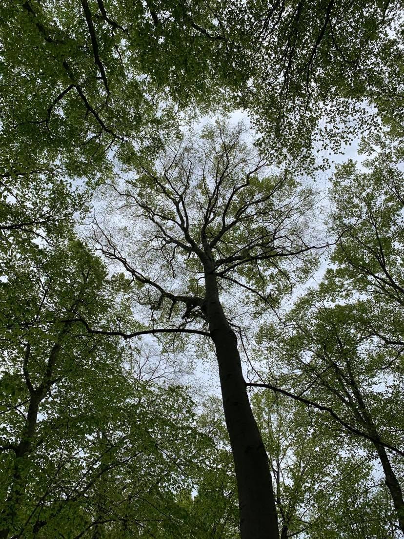 It’s All Geometry — Headless Now — Prose Poem — Moca McCarty Photo