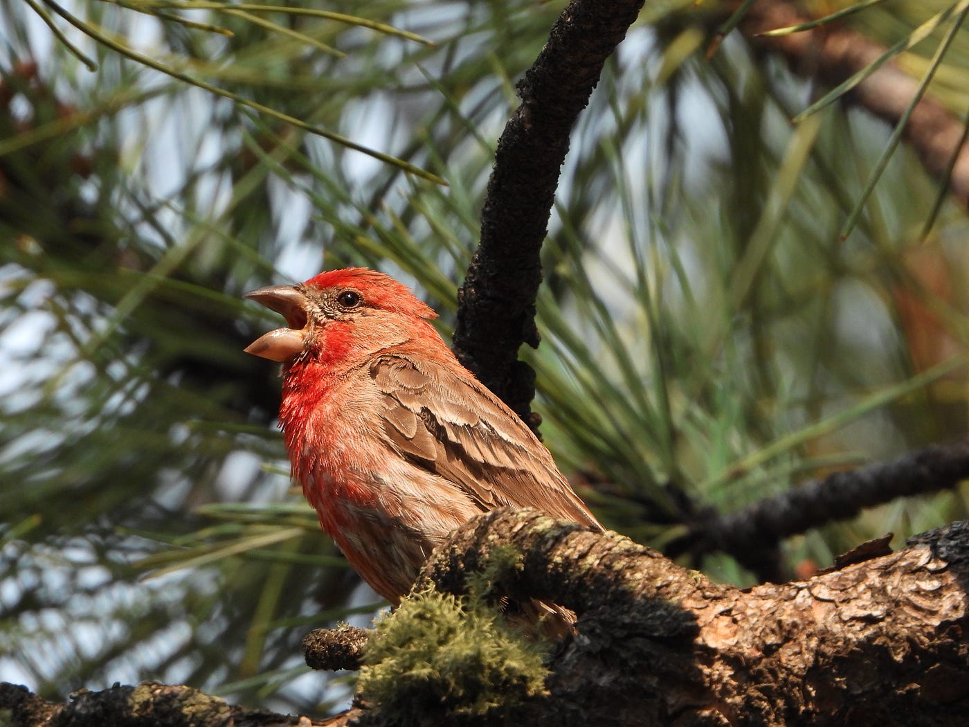 Birdsong Was Never So Sweet Scribe Medium Birdsong Was Never So Sweet Scribe Medium