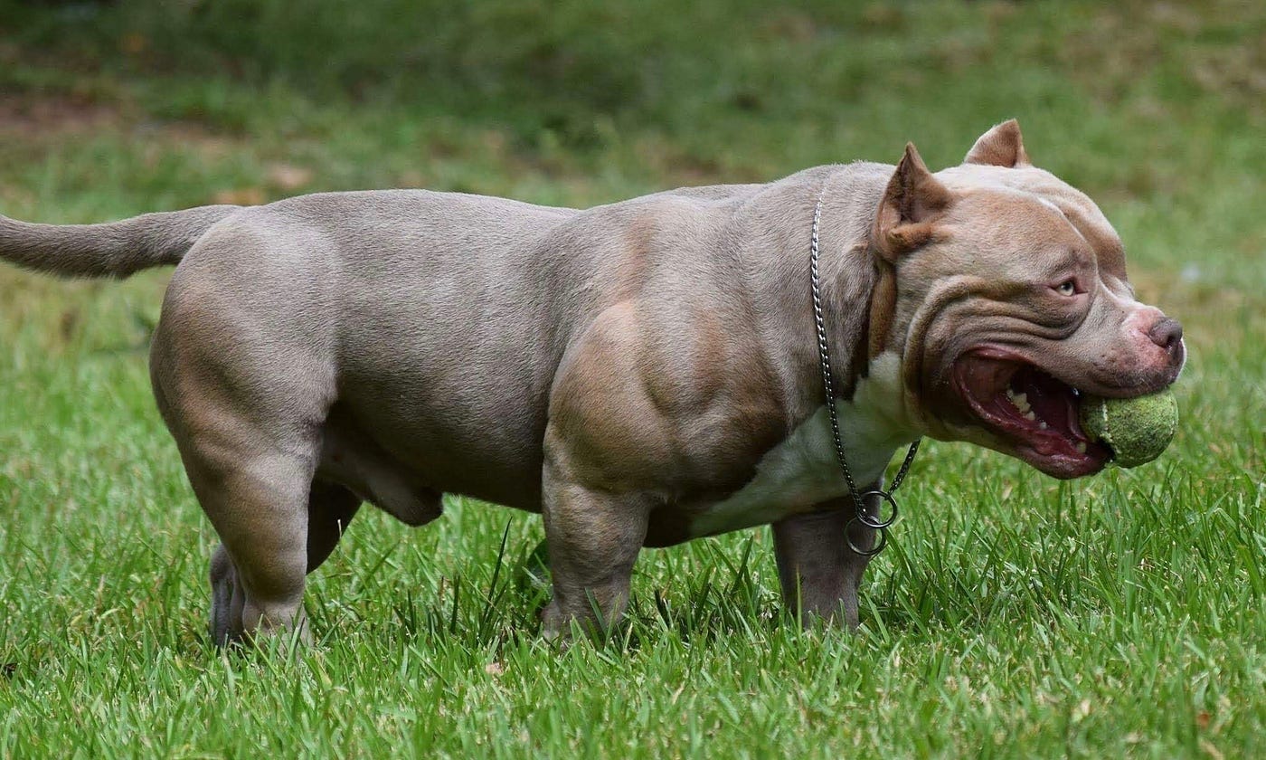 THE TOP 10 DOG FOODS, SUPPLEMENTS, & TRAINING TO BUILD MUSCLE IN THE  AMERICAN BULLY BREED | by VENOMLINE POCKET BULLY'S | Venomline | Medium