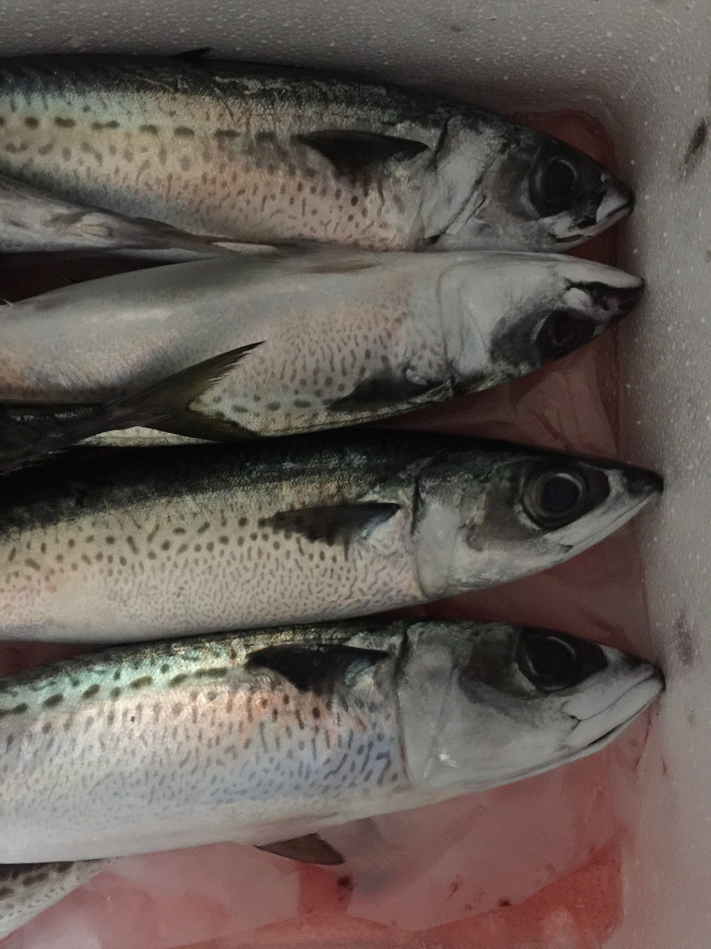 我在跟你講台灣鯖魚 你買挪威鯖魚來幹嘛 台灣東部黑潮就有產鯖魚 但一般市面上流通的是挪威的冷凍鯖魚片 鯖魚一夜干常在聽 By 愛爾文海洋主廚 我在跟你講台灣鯖魚 你買挪威鯖魚來幹嘛 台灣東部黑潮就有產鯖魚 但一般市面上流通的是挪威的冷凍鯖魚片 鯖魚一夜干常在聽 By 愛爾文海洋主廚