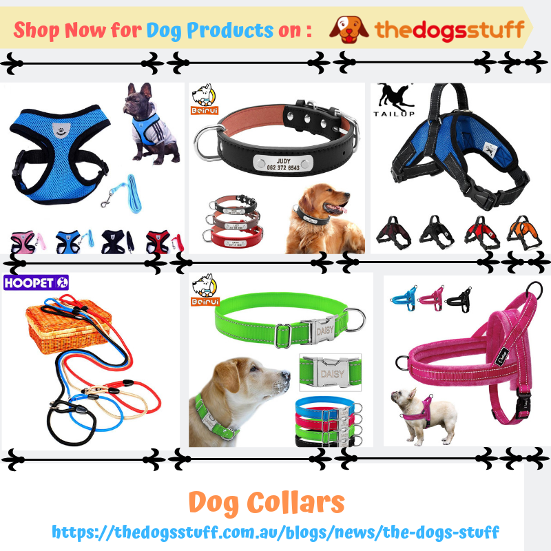 the dog stuff