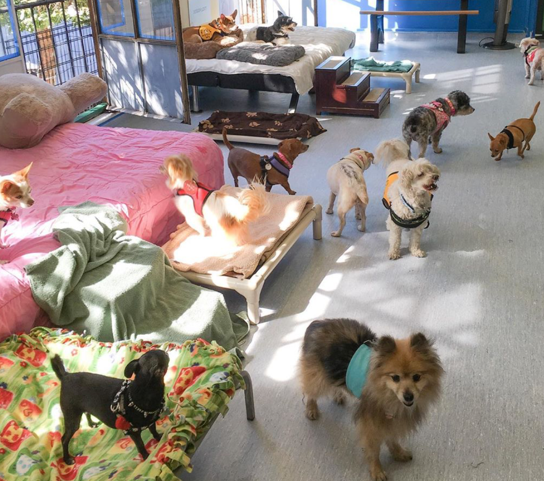 How To House Train A 5 Year Old Rescue Dog