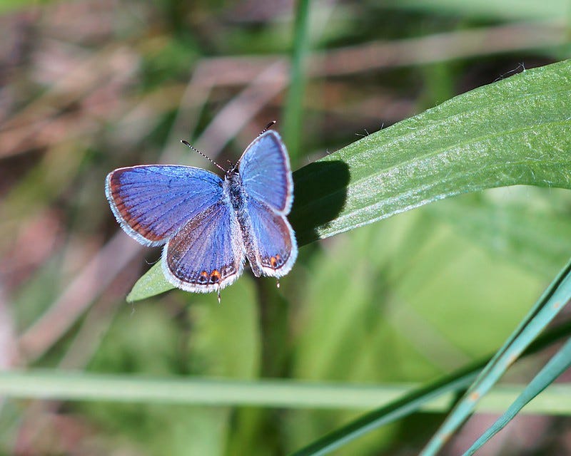 An eastern tailed blue butterfly rests on a blade of grass.
