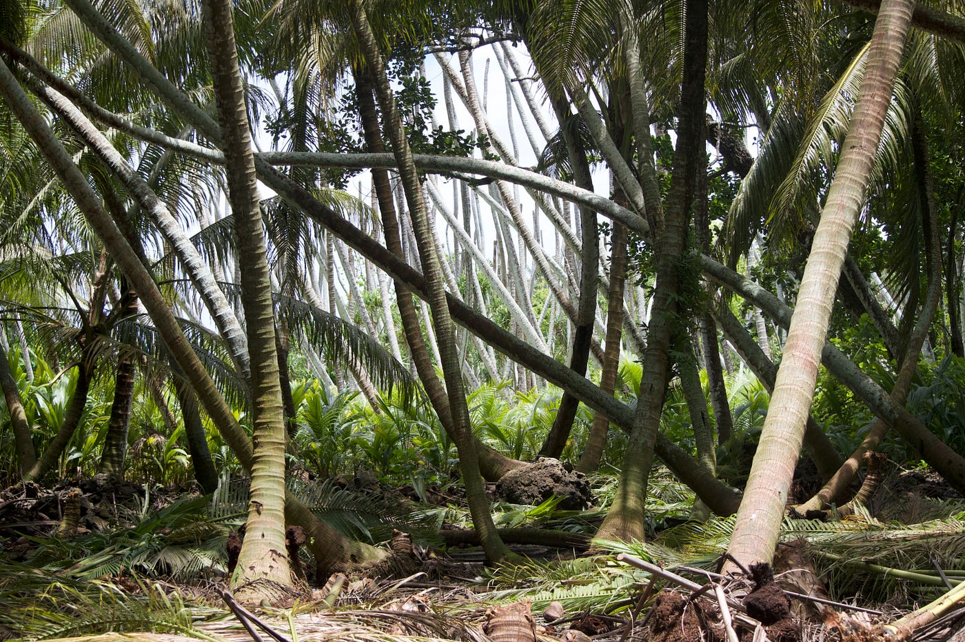 Another Milestone at Palmyra Atoll - One Million Coconut Palms Removed ...