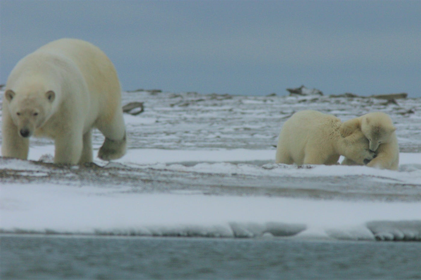 Two cubs wrestle while their mother walks nearby.