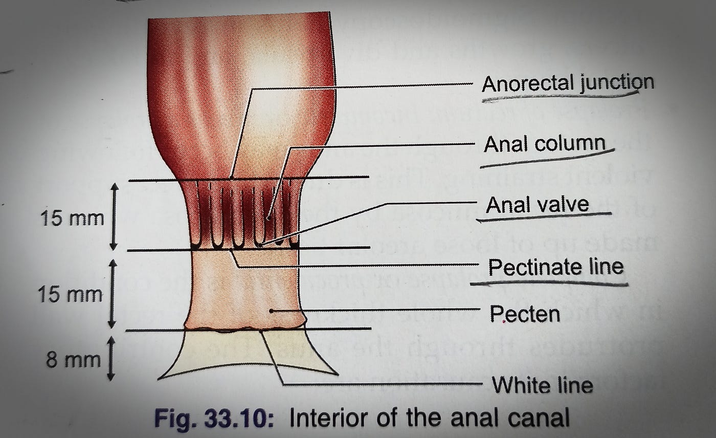 Anal canal. Anal canal is the terminal part of the… by Leenanagda