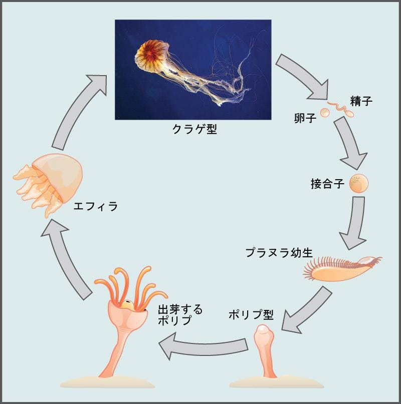 生物学 第2版 第28章 無脊椎動物 Japanese Translation Of Biology 2e By Better Late Than Never Medium 生物学 第2版 第28章 無脊椎動物 Japanese Translation Of Biology 2e By Better Late Than Never Medium