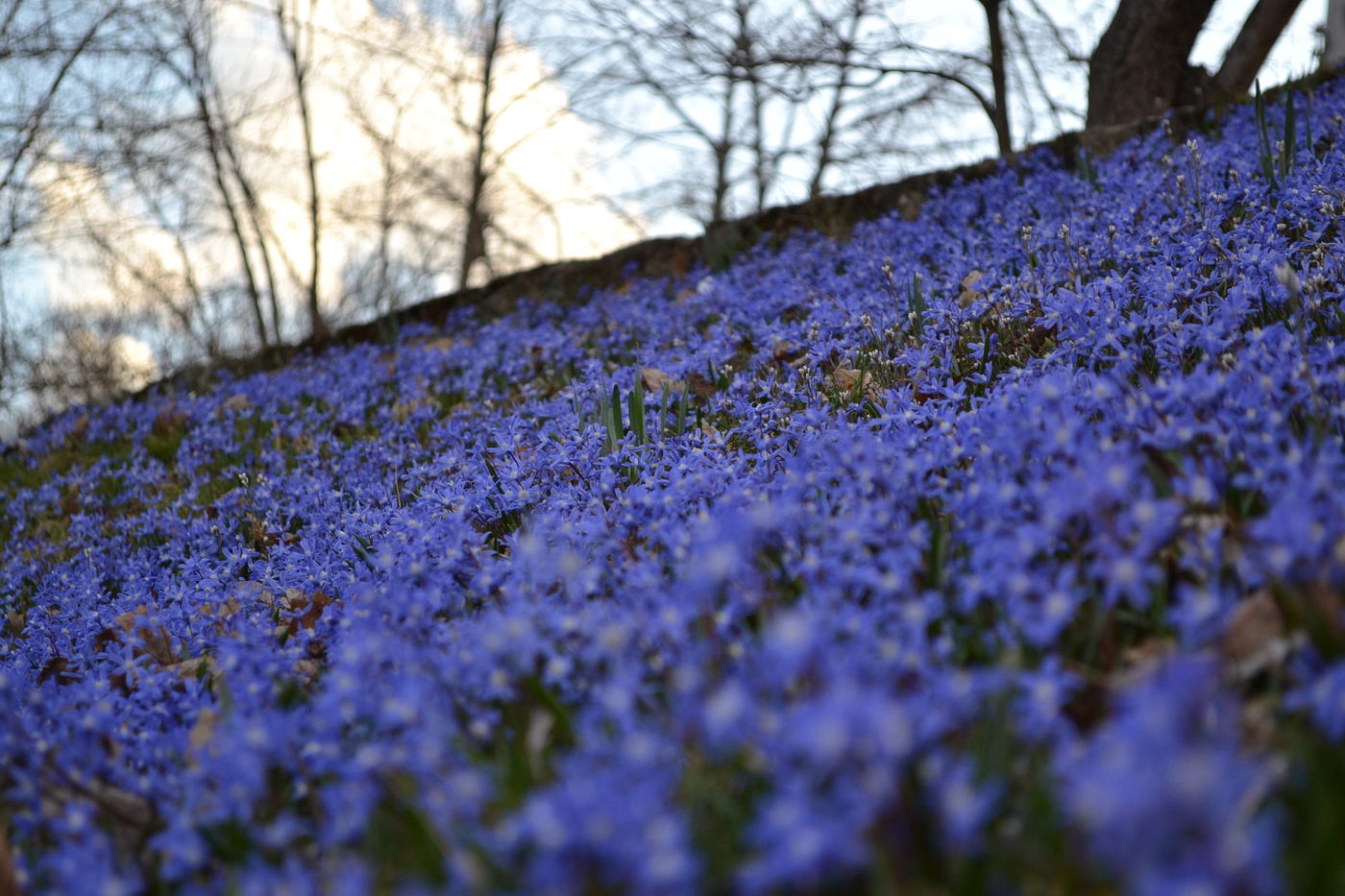 I'm Finally Young Enough To Love Flowers | by Daniel Williams | Medium