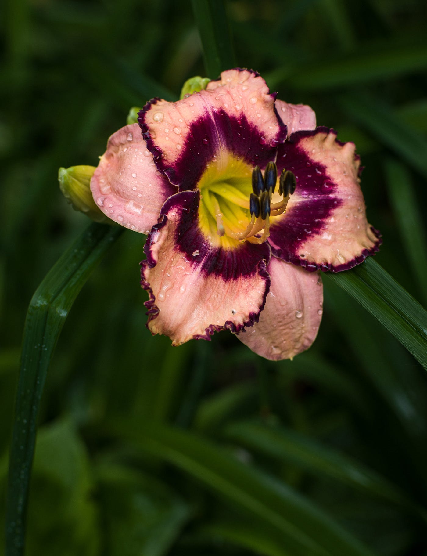 Our Daylilies Through the Lens of a Pro Photographer | by Louise ...