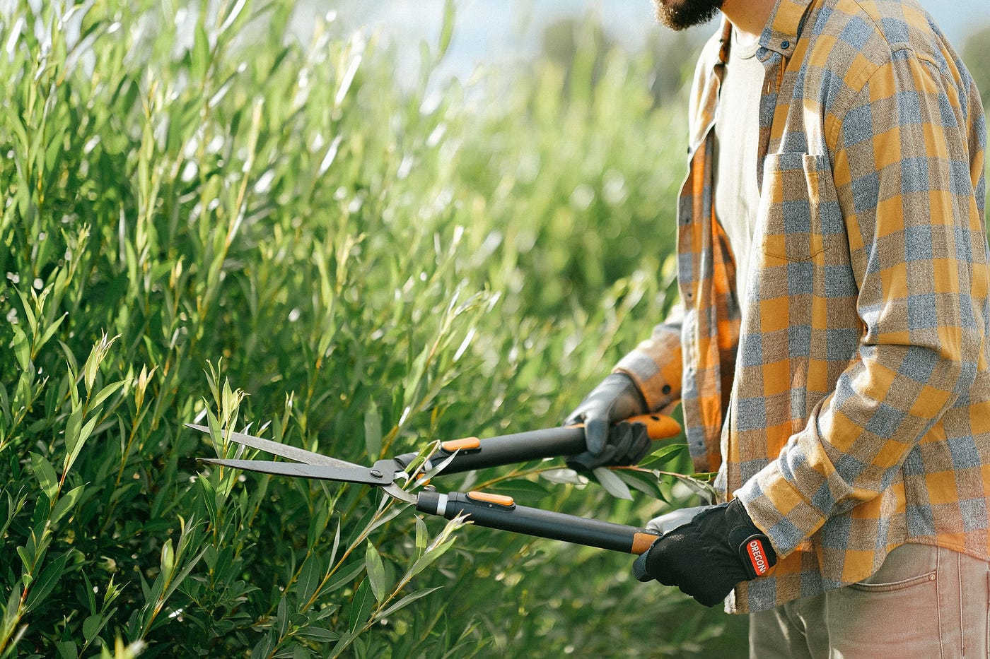 Man trimming bushes