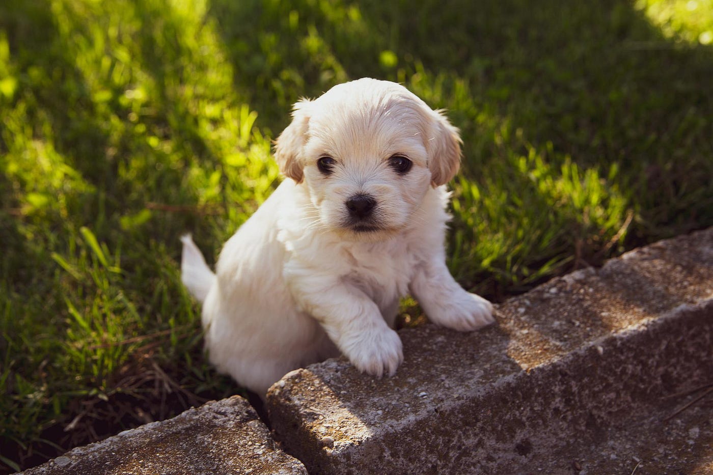 A fluffy white labrador puppy