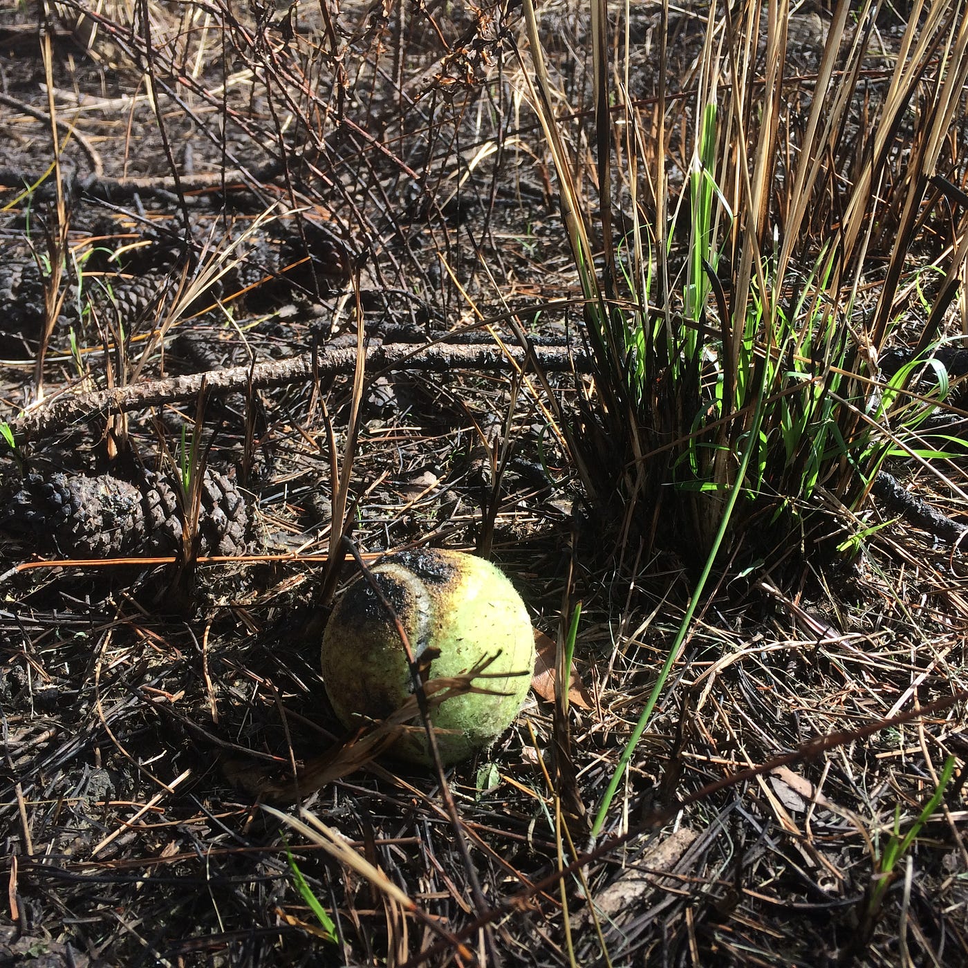 When you are lost as a ball in the high weeds… by TR Anderson Medium