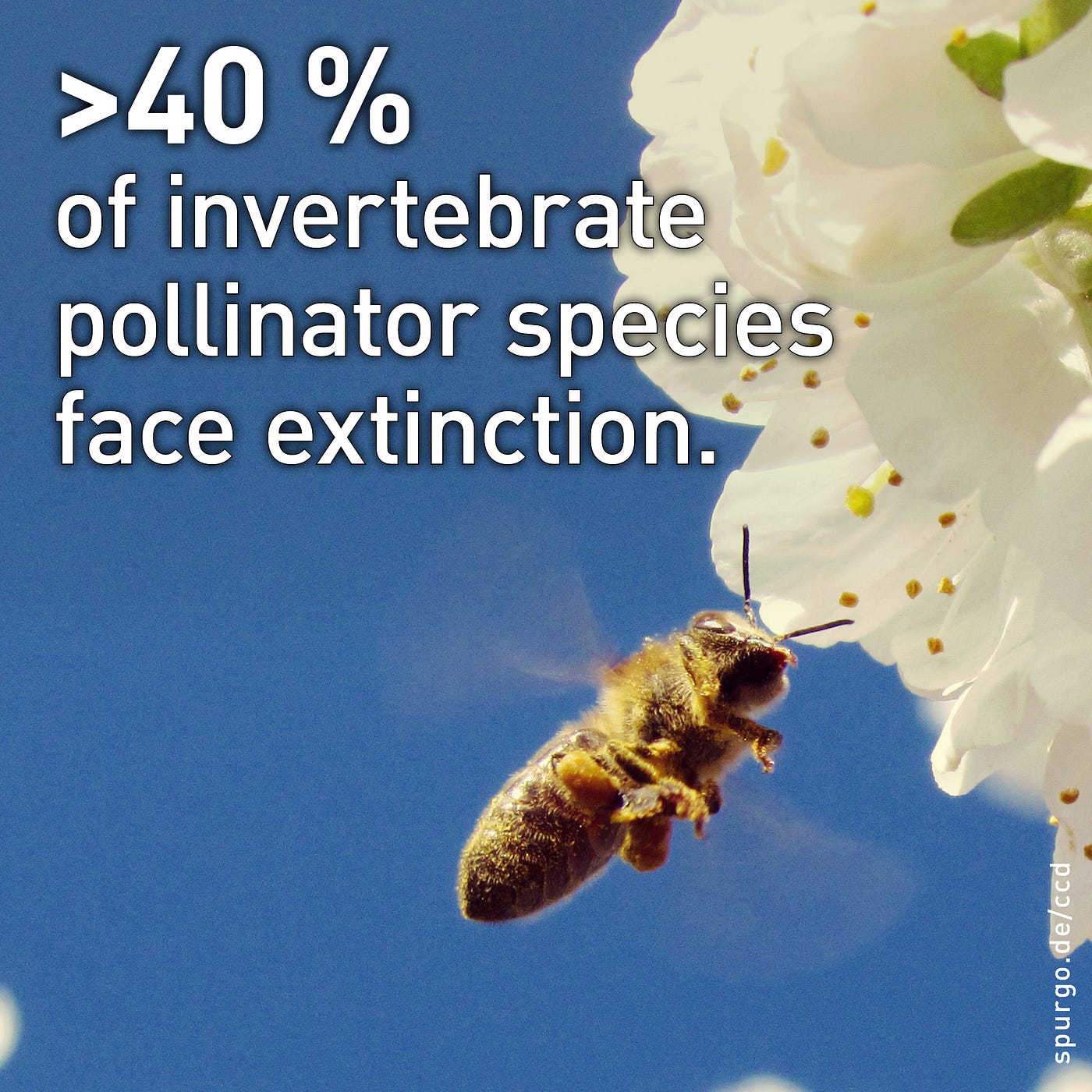 How a life without bees would look like — and why protecting bees is