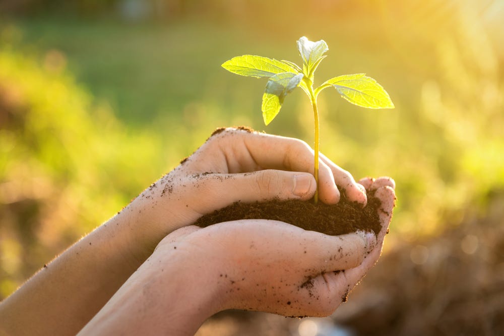 A hand holding a seedling and soil.